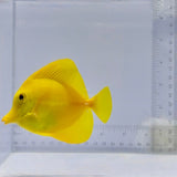 True Hawaiian Yellow Tang