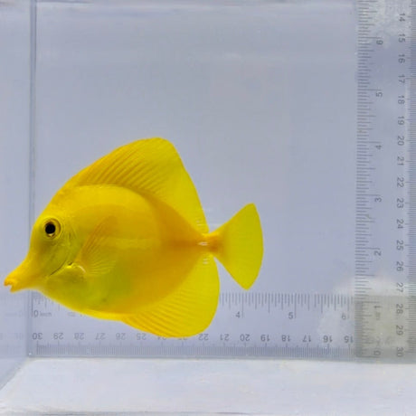 True Hawaiian Yellow Tang
