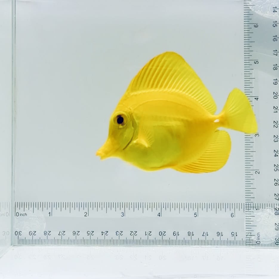 True Hawaiian Yellow Tang