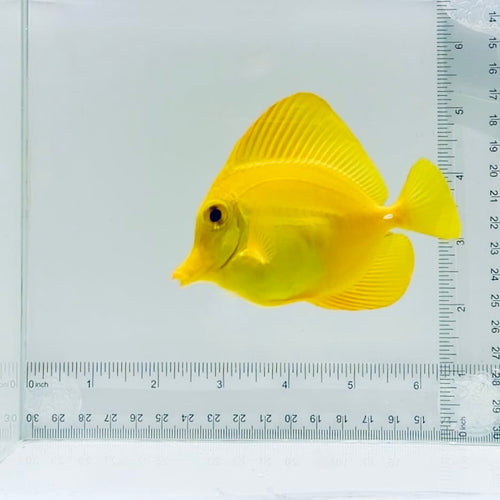 True Hawaiian Yellow Tang