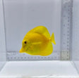 True Hawaiian Yellow Tang — Zebrasoma flavescens