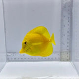 True Hawaiian Yellow Tang — Zebrasoma flavescens