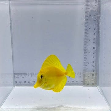 True Hawaiian Yellow Tang — Zebrasoma flavescens
