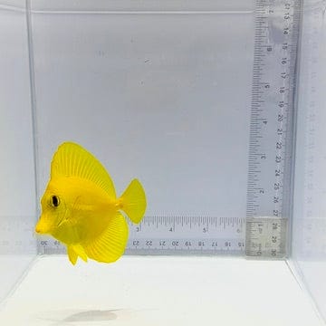 True Hawaiian Yellow Tang — Zebrasoma flavescens