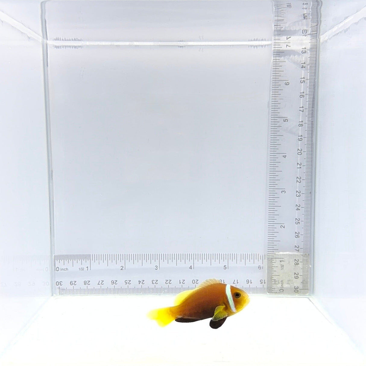 True Rose Skunk Clownfish – Amphiprion nigripes