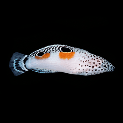 Twin Spot Wrasse - Juvenile - Coris aygula