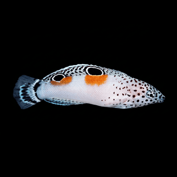 Twin Spot Wrasse - Juvenile - Coris aygula