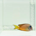 Two Spot Bristletooth Tang