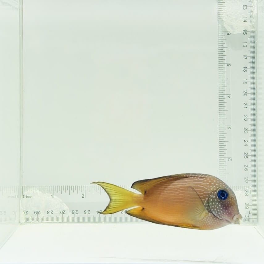 Two Spot Bristletooth Tang