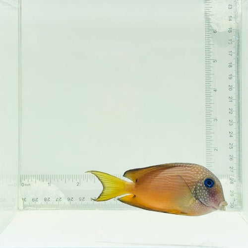 Two Spot Bristletooth Tang