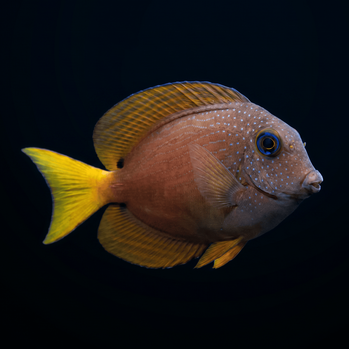 Two Spot Bristletooth Tang Standard / S (1.75-2.25")