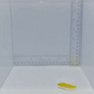 Two Spot (Candy) Hogfish — Bodianus bimaculatus