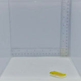 Two Spot (Candy) Hogfish — Bodianus bimaculatus