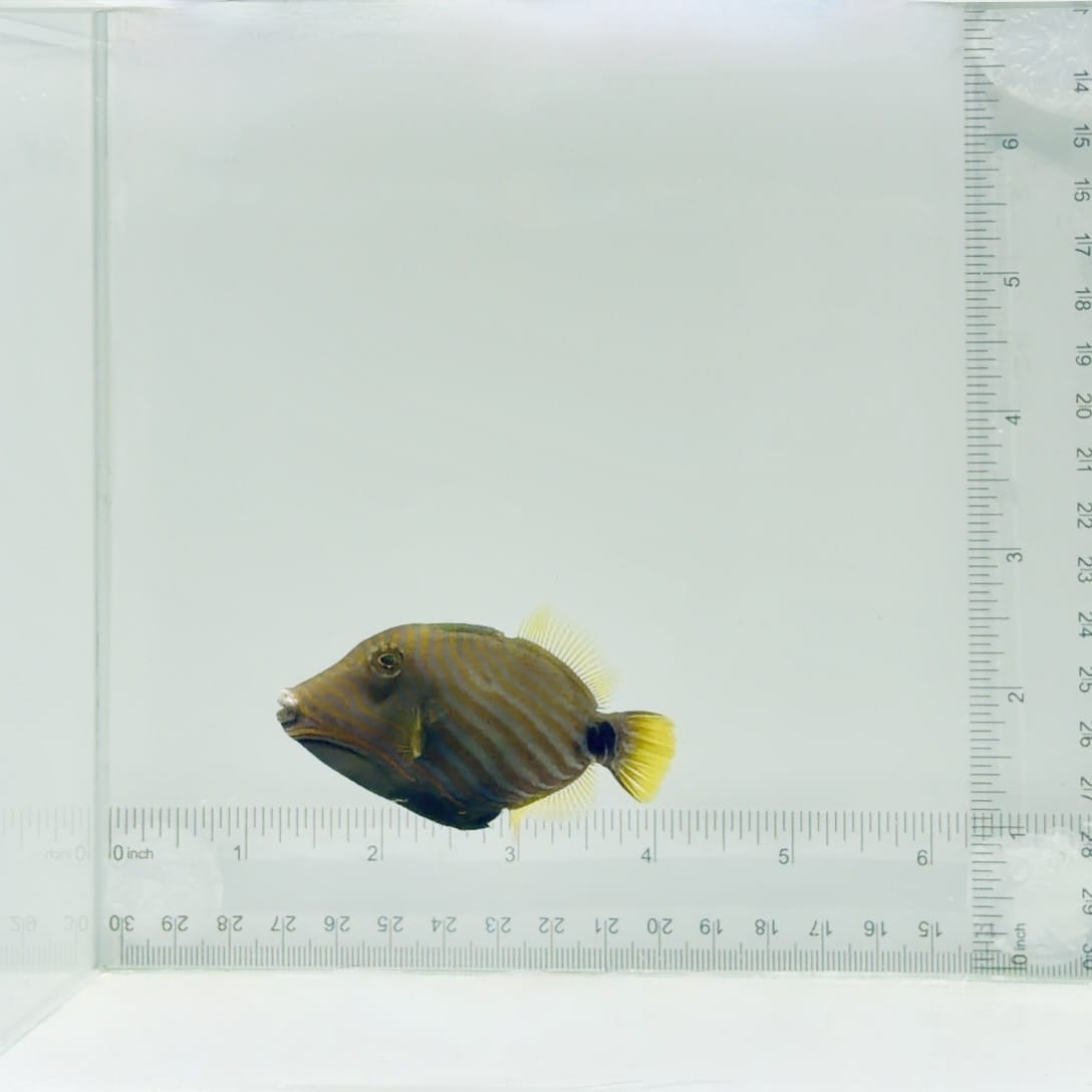 Undulate Triggerfish
