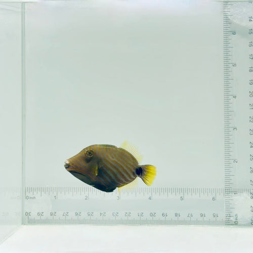 Undulate Triggerfish