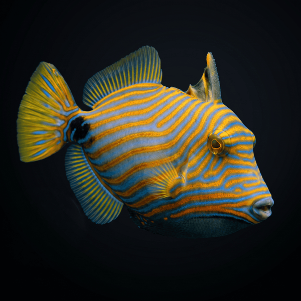 Undulate Triggerfish