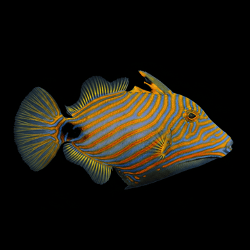 Undulate Triggerfish - Balistapus undulatus SM