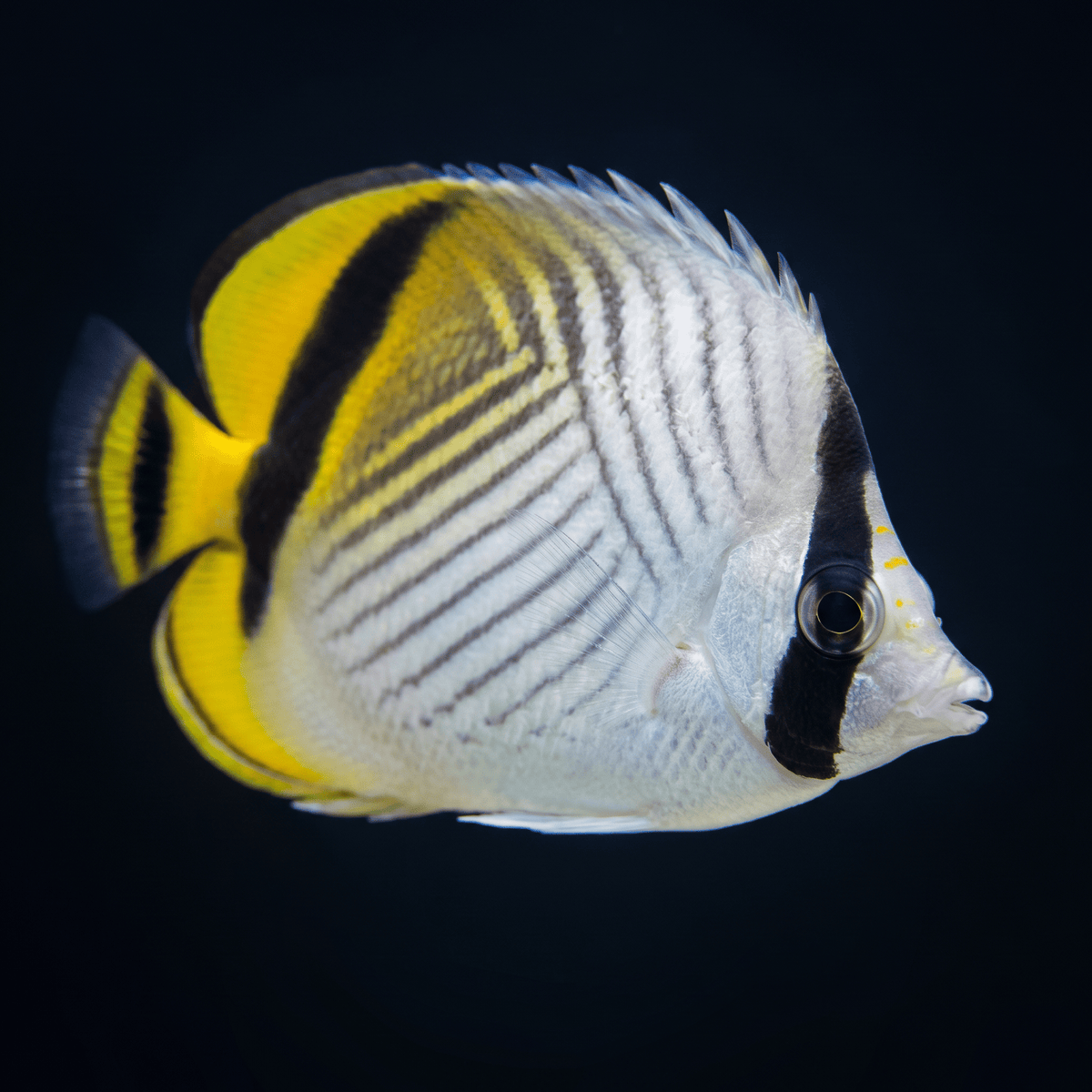 Vagabond Butterflyfish