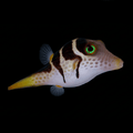 Valentini Puffer - Canthigaster valentini