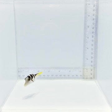 Valentini Pufferfish — Canthigaster valentini