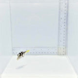 Valentini Pufferfish — Canthigaster valentini