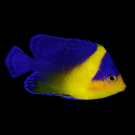 Venustus Angelfish - Paracentropyge venustus