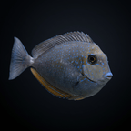Vlamingii Tang