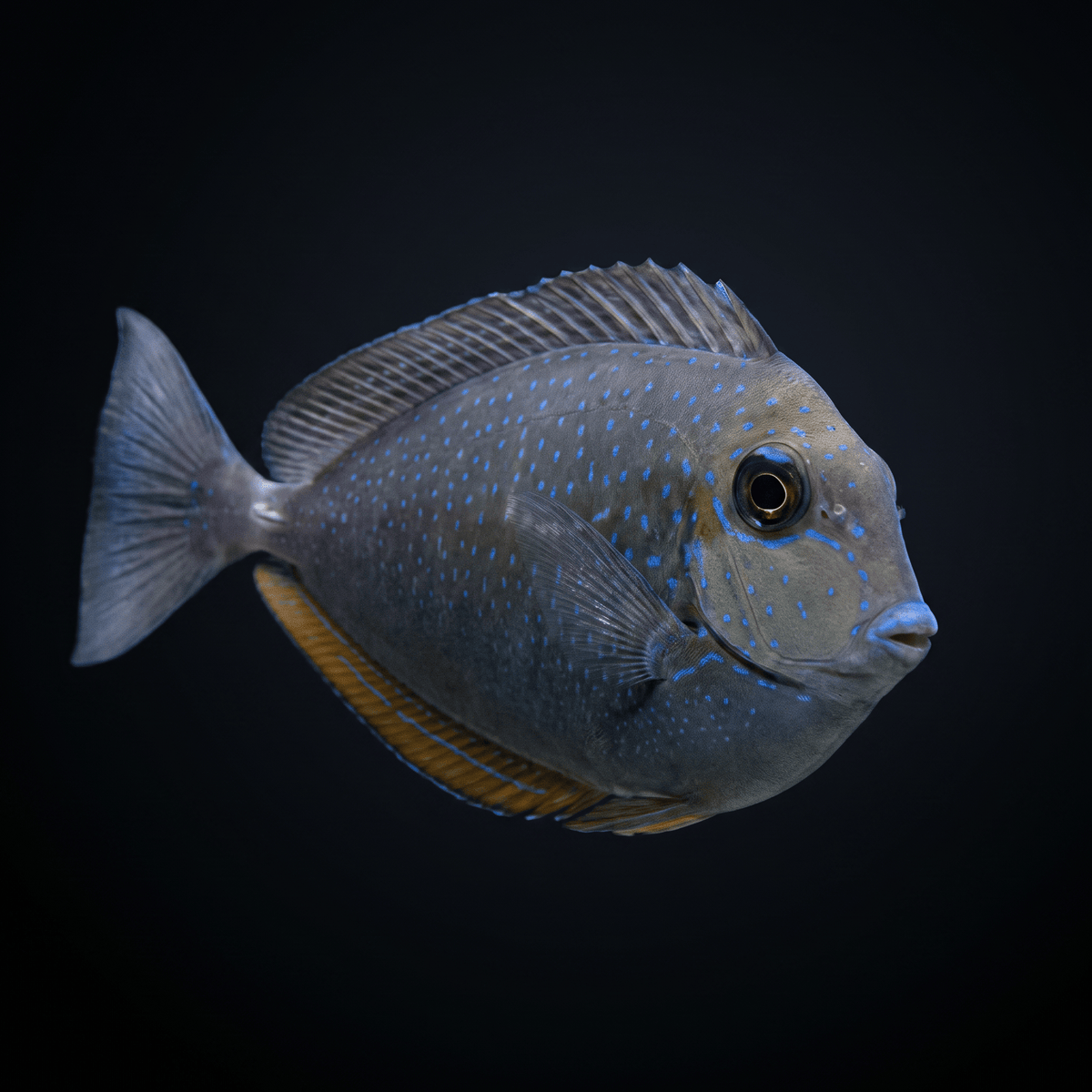 Vlamingii Tang
