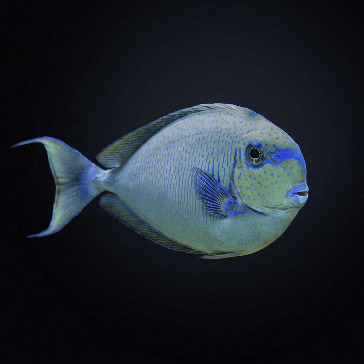Vlamingii Tang