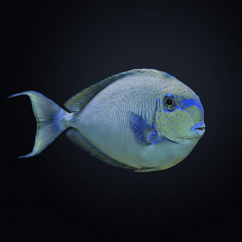 Vlamingii Tang