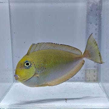 Vlamingii Tang — Naso vlamingii