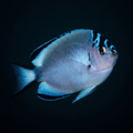 Watanabei Angelfish - Female