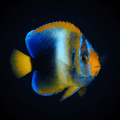 West African Angelfish