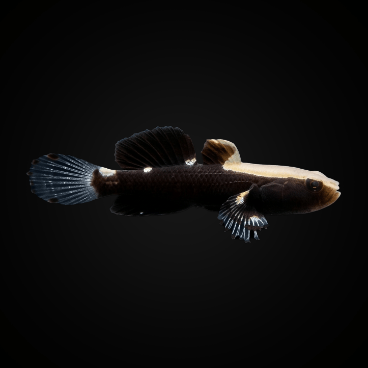 White Cap Goby - Lotilia graciliosa
