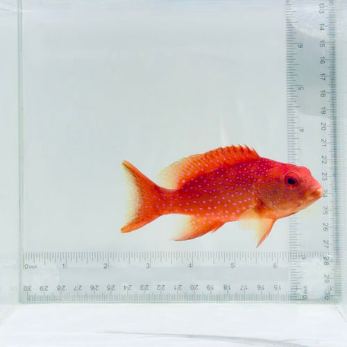 White Edged Lyretail Grouper
