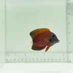 White Tail Bristletooth Tang