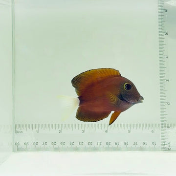 White Tail Bristletooth Tang