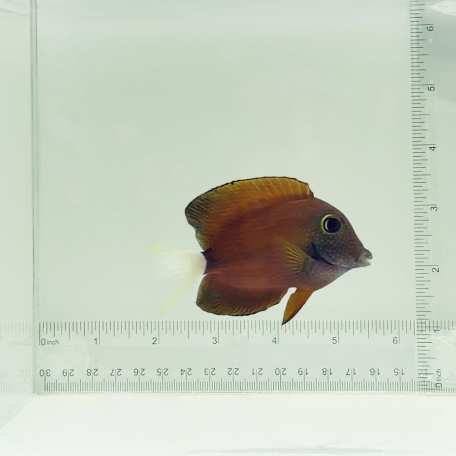 White Tail Bristletooth Tang