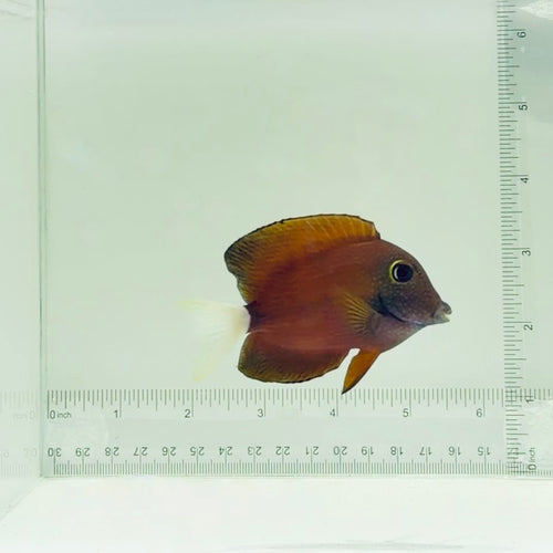 White Tail Bristletooth Tang