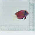 White Tail Bristletooth Tang