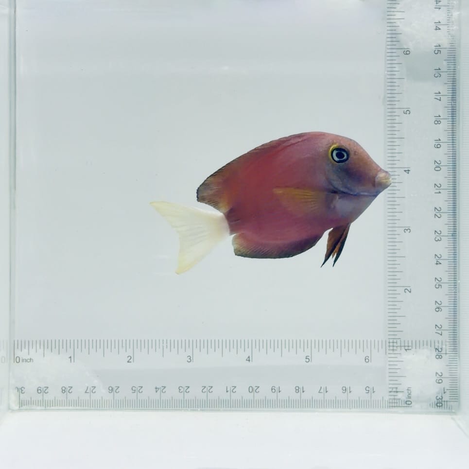 White Tail Bristletooth Tang