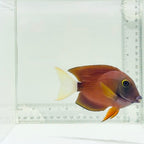 White Tail Bristletooth Tang