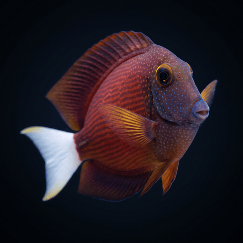 White Tail Bristletooth Tang