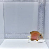 White Tail Bristletooth Tang — Ctenochaetus flavicauda