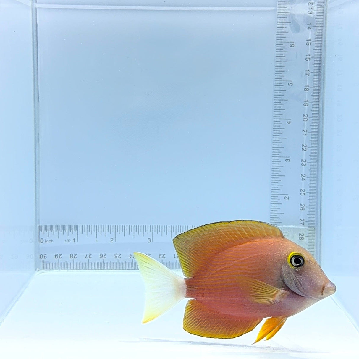 White Tail Bristletooth Tang — Ctenochaetus flavicauda