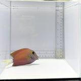 White Tail Bristletooth Tang – Ctenochaetus flavicauda