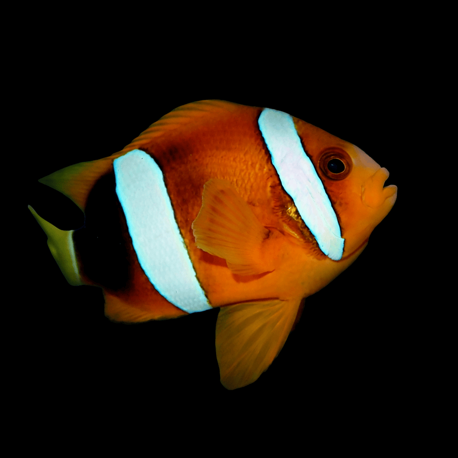 Wild Orange Clarkii Clownfish - Amphiprion clarkii
