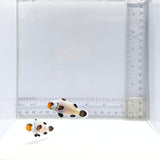 Wyoming White Clownfish Pair – Amphiprion ocellaris