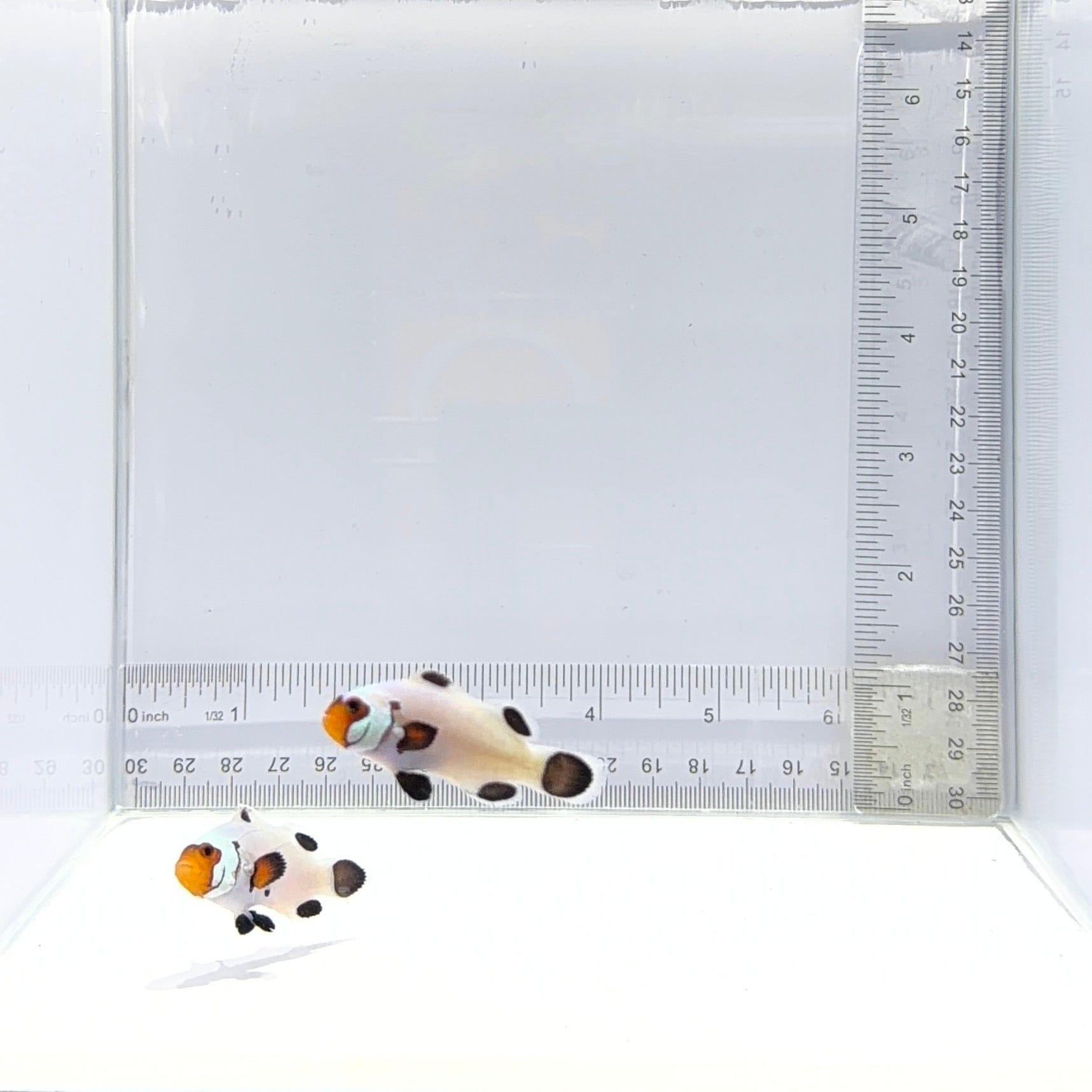 Wyoming White Clownfish Pair – Amphiprion ocellaris