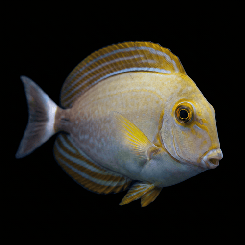 Xanthopterus Tang